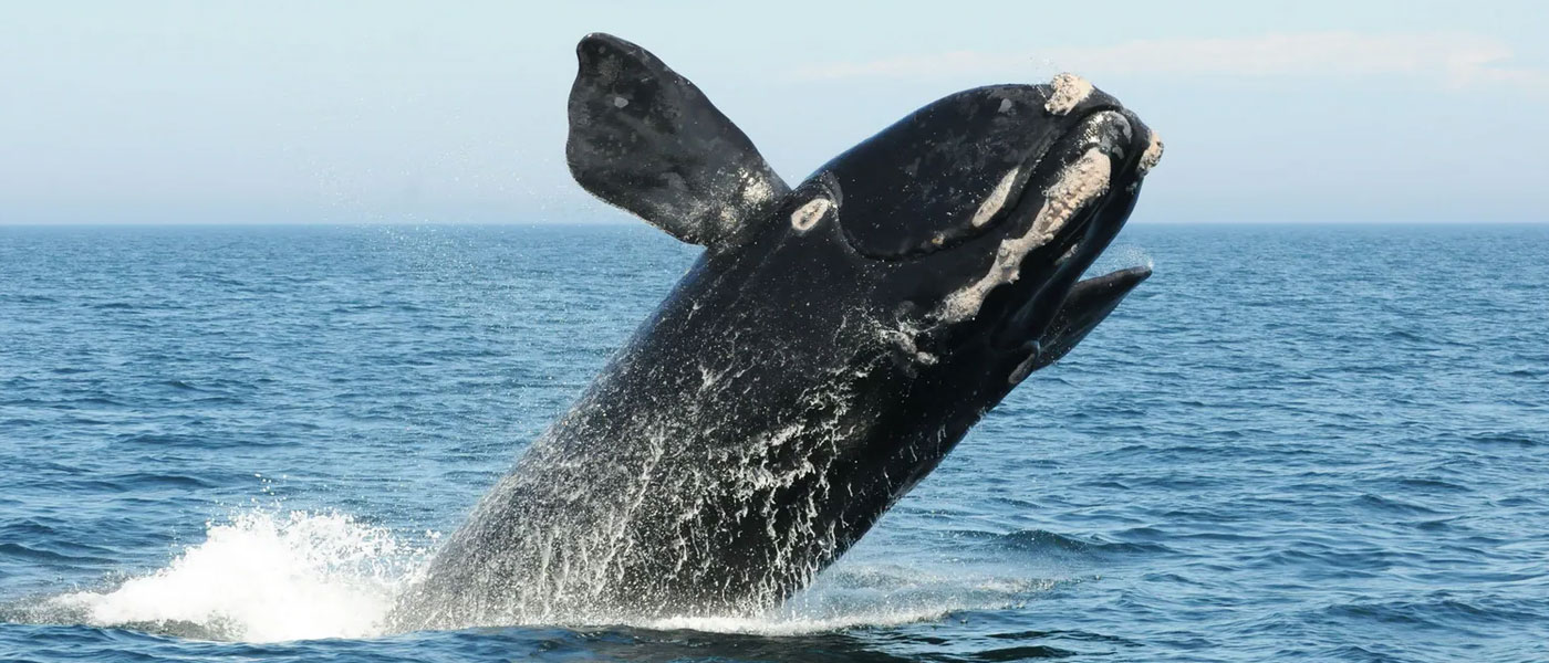 a-right-whale-breaching